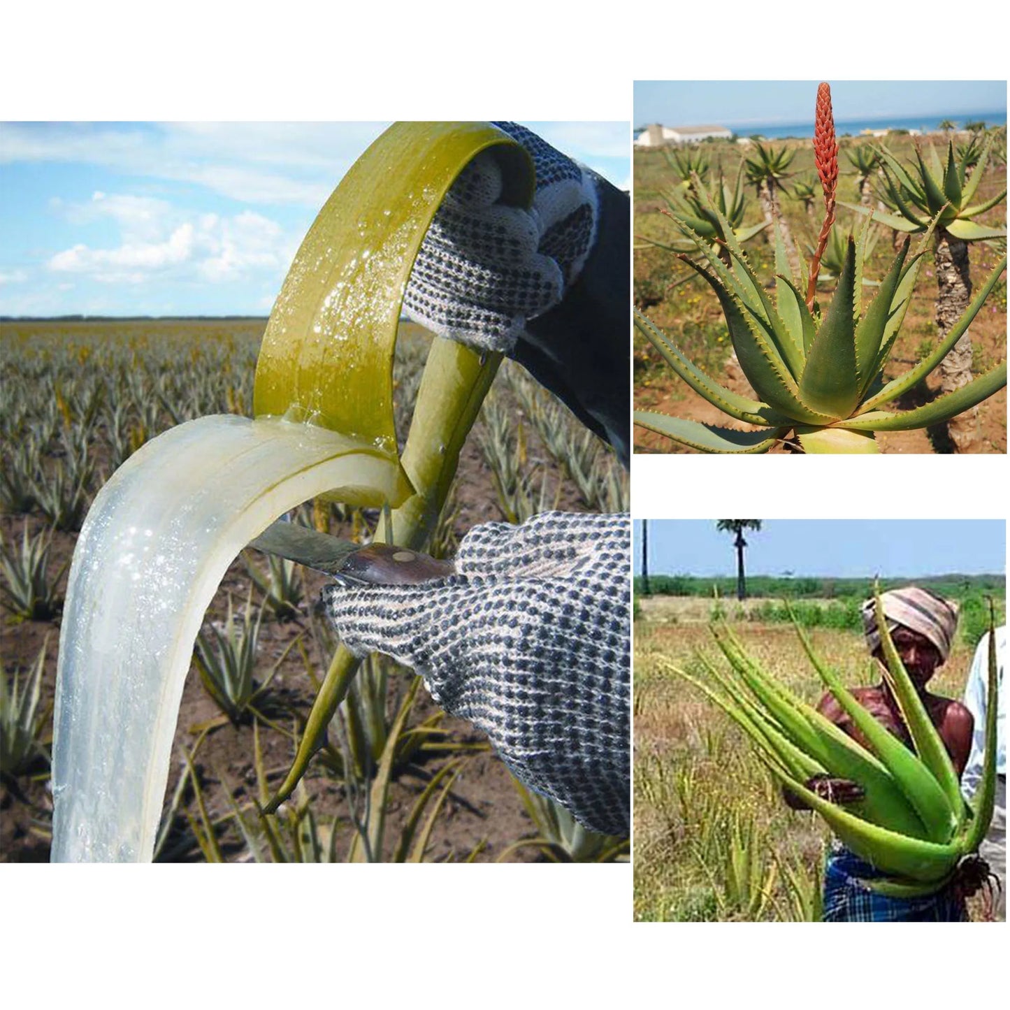 Layden Oil-One Touch to Gorgeous-North African Aloe Vera& Chebe Powder&Moroccan Cloves Scalp & Hair Strengthening