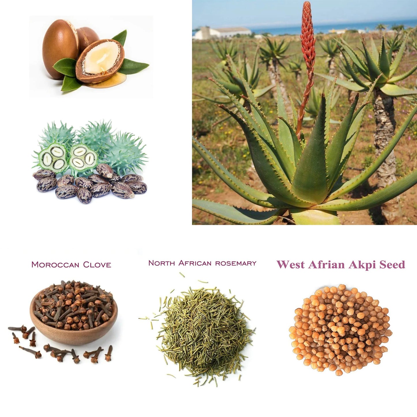 Layden Oil-One Touch to Gorgeous-North African Aloe Vera& Chebe Powder&Moroccan Cloves Scalp & Hair Strengthening